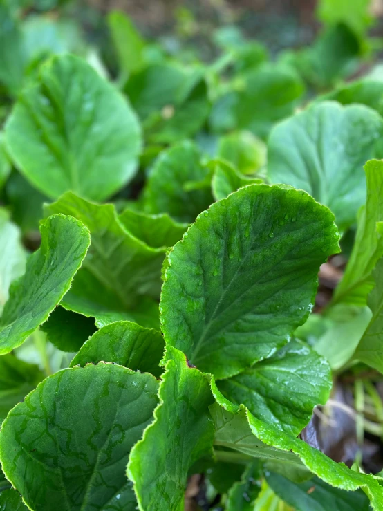 small leafy plants grow in the garden