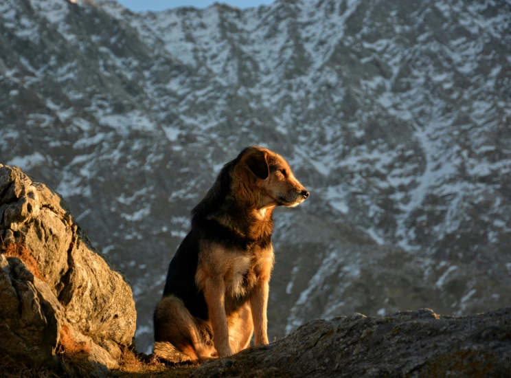 a brown dog sits on a rock against a snowy mountain