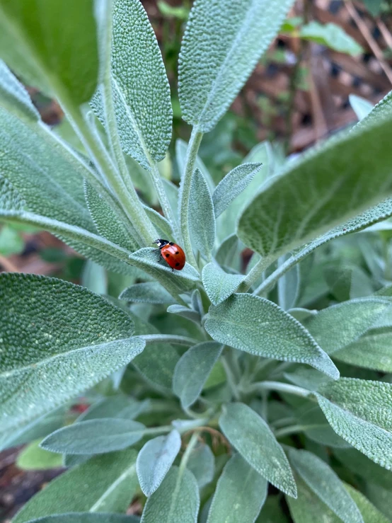 a ladybug sits on a green leafy plant