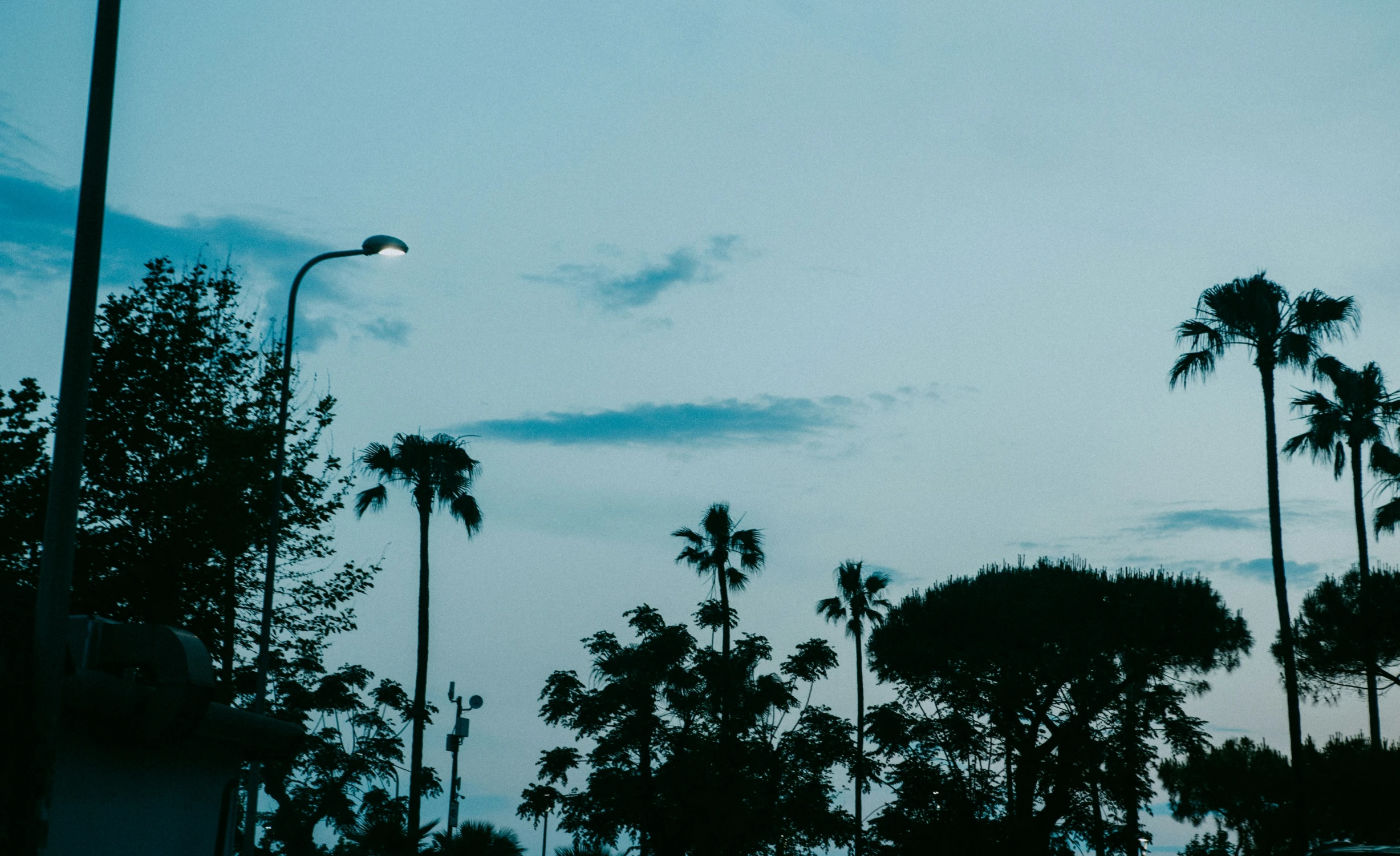 tall trees are silhouetted against the night sky