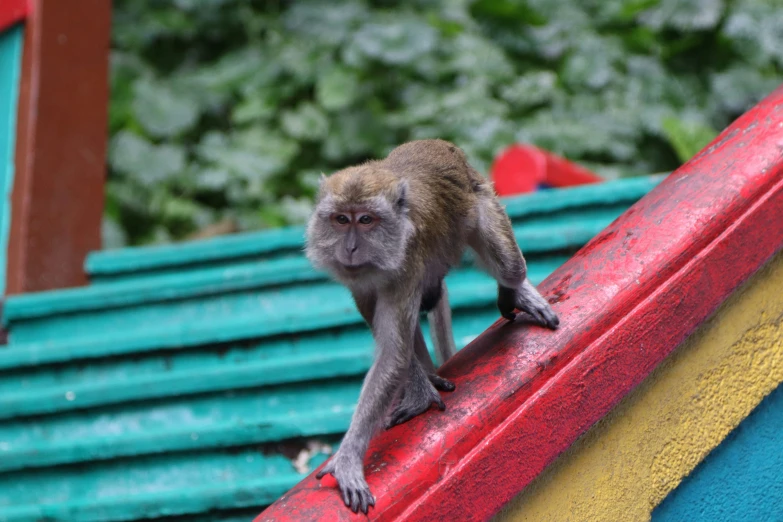 a monkey climbing a red and blue roof