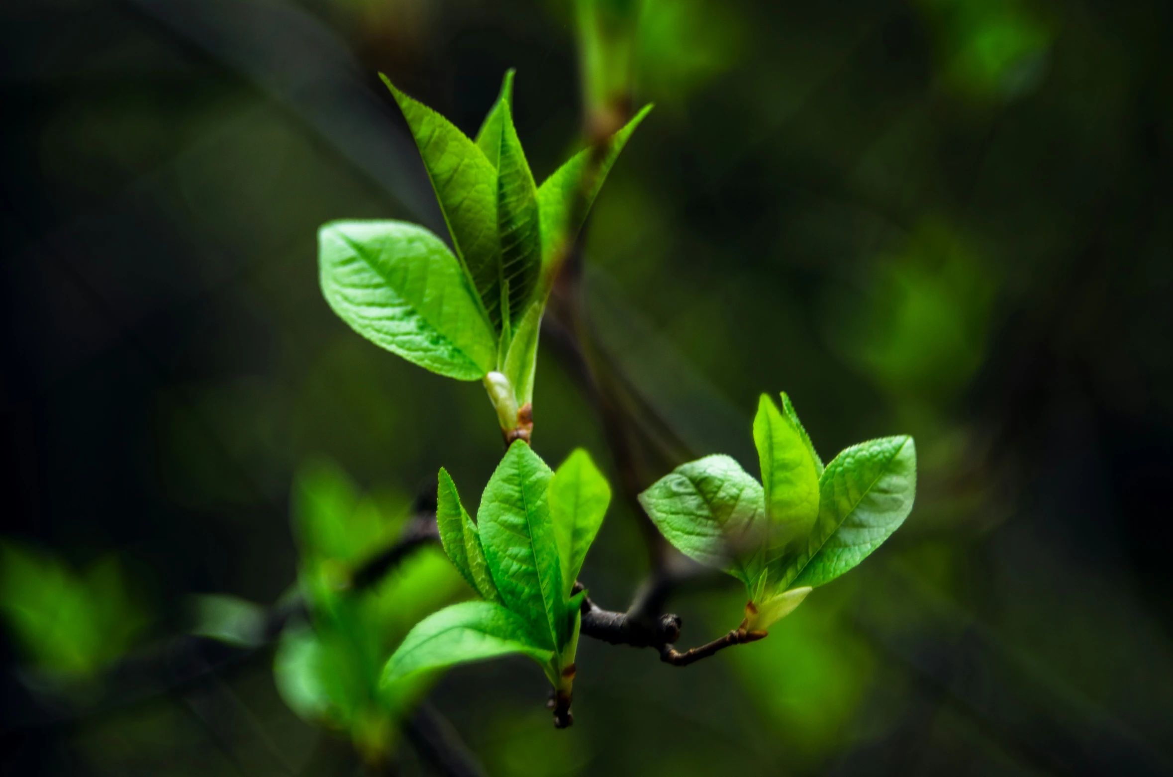 a nch with two leaves is shown