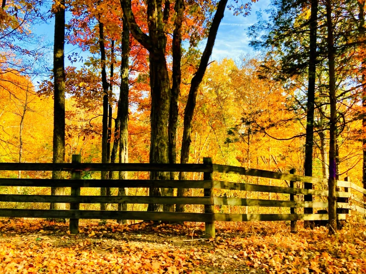 the autumn foliage is in full color near a wooden fence
