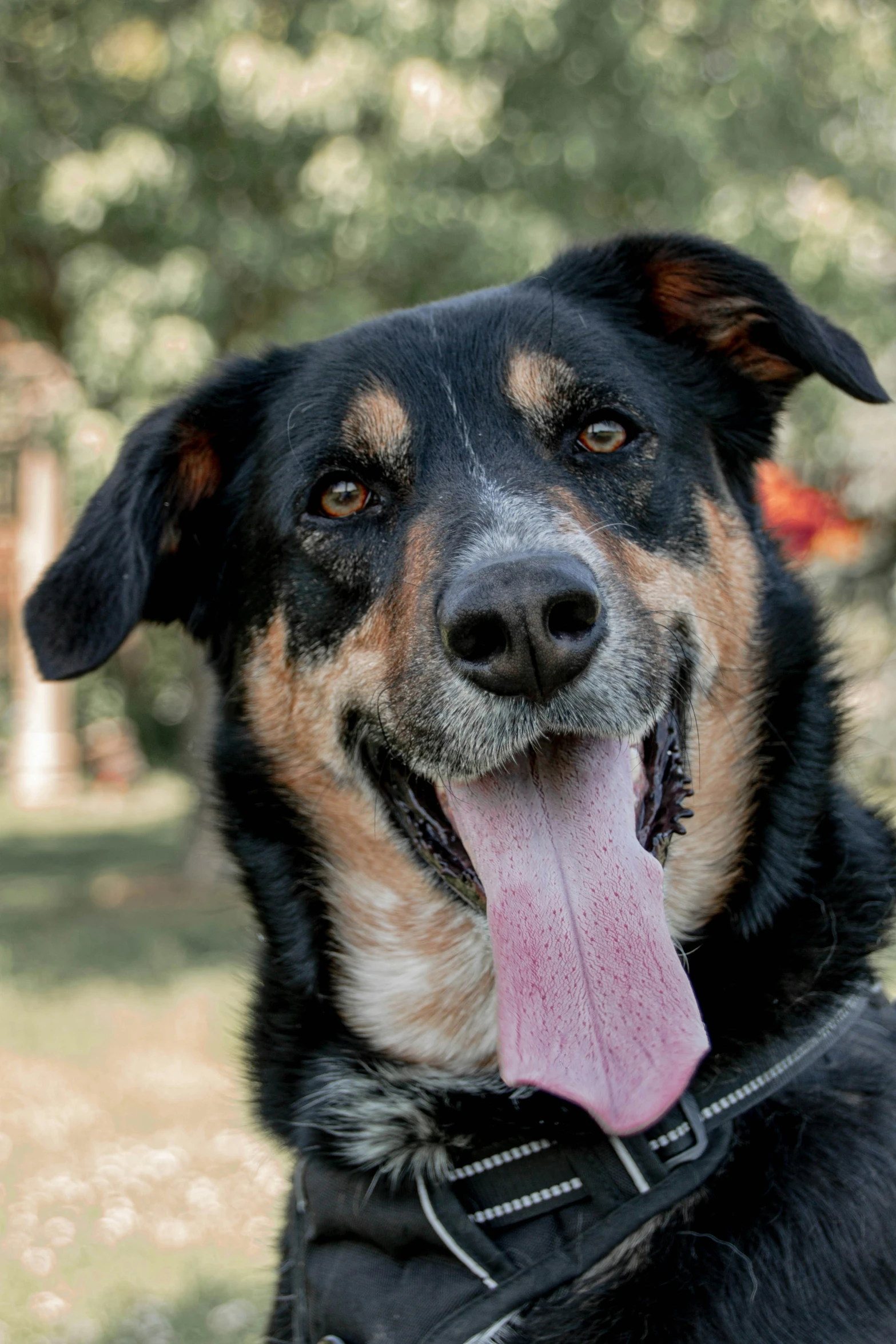 a dog that is panting and has its tongue out