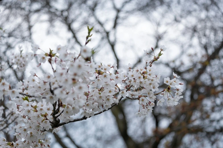 white blossom on tree nches against grey sky