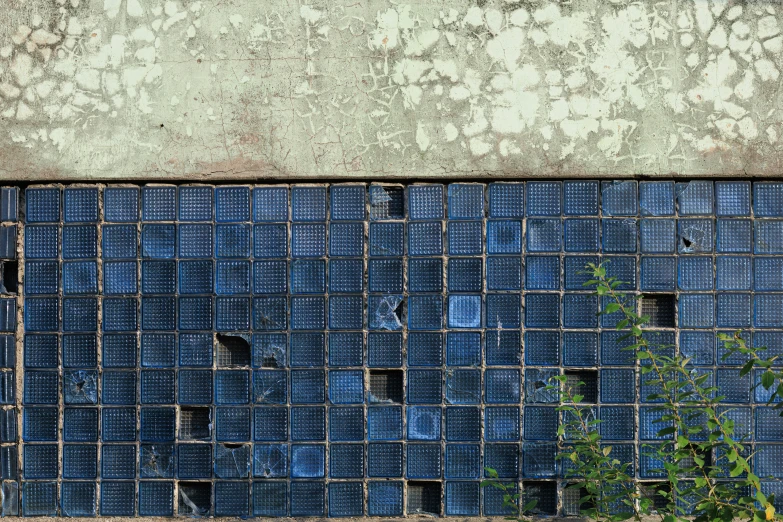 a tree growing out of an empty tile wall