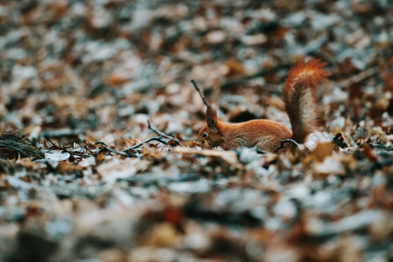 a squirrel is sitting in the ground and leaves