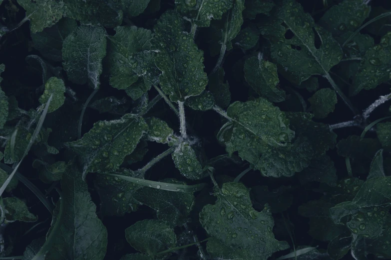 the green leaves with drops of water on them