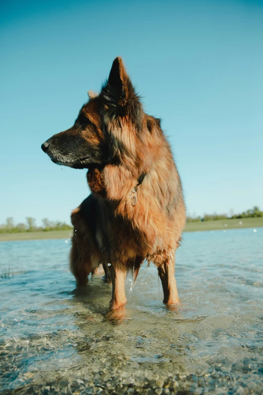 a brown dog standing on top of a lake