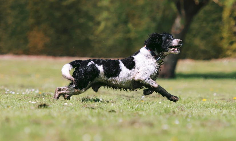a black and white dog is running in the grass