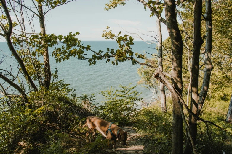 a dog that is standing near some trees