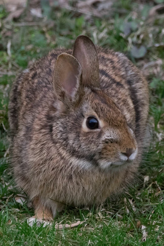 small rabbit sitting on grass and looking up