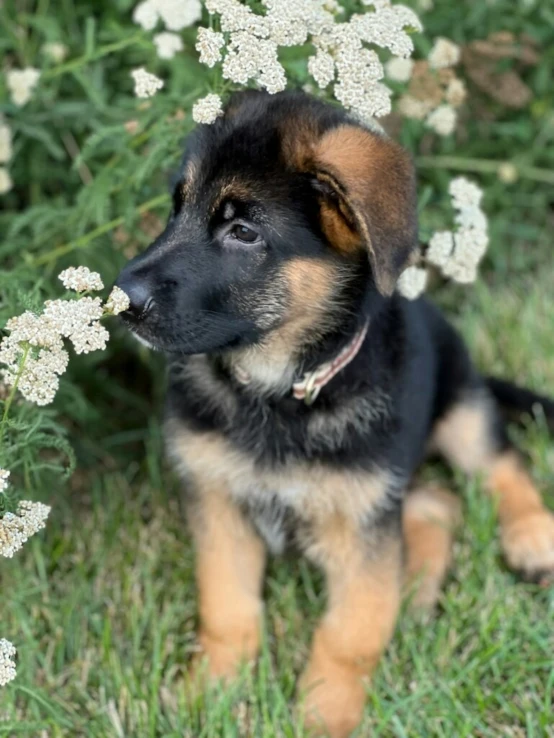 the german shepherd puppy is smelling flowers