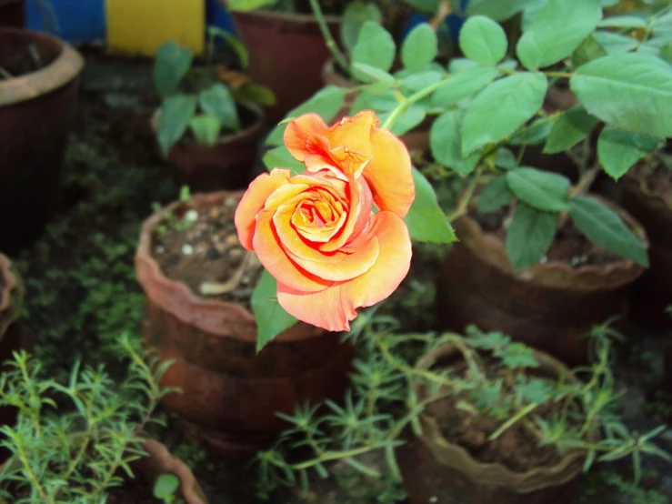a orange rose in the middle of many pots