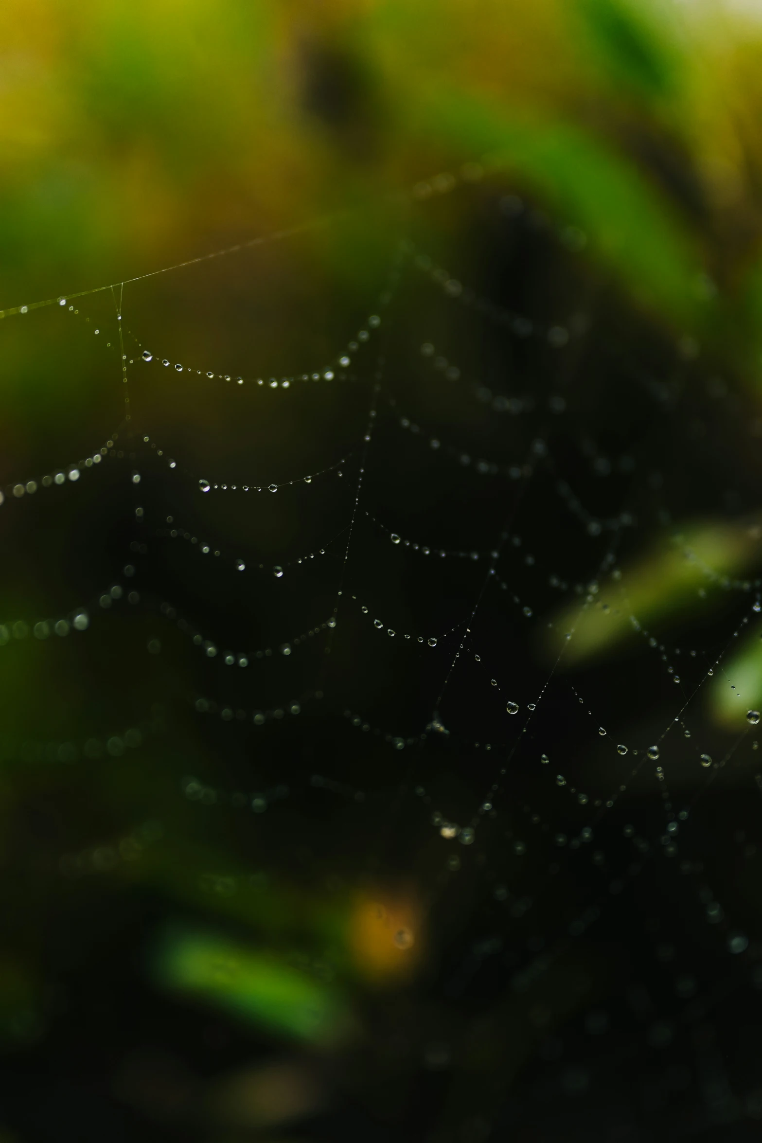 some tiny droplets of dew on the web