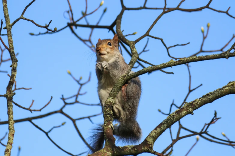 a small squirrel sitting in the middle of a leafless tree