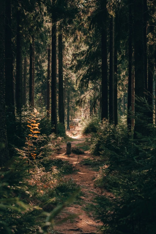 a dirt path in the middle of a forest