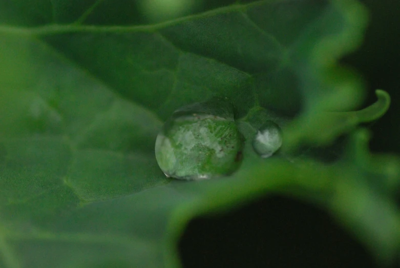 a leaf with some water droplet from it