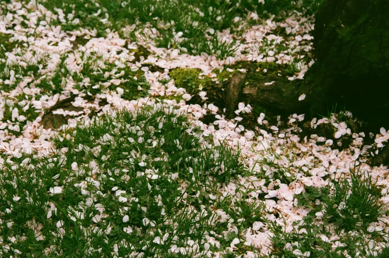 white flowers in the grass and a broken fire hydrant