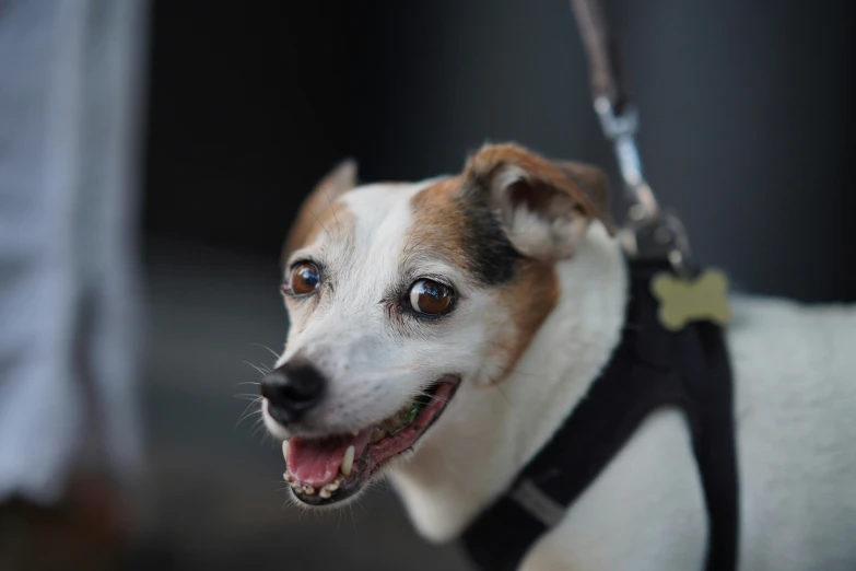 a smiling dog with his tongue hanging out