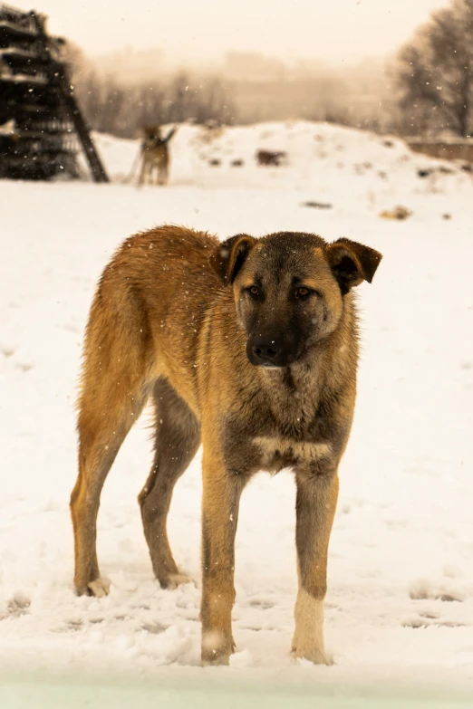 a large dog stands in the snow