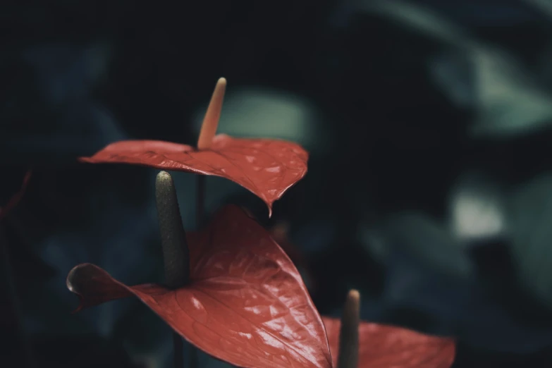 a red flower with its petals opened up