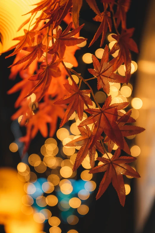 a plant with orange and brown leaves hanging from it