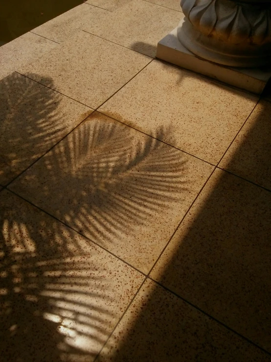 a plant shadow cast by a light reflecting from the side of a building