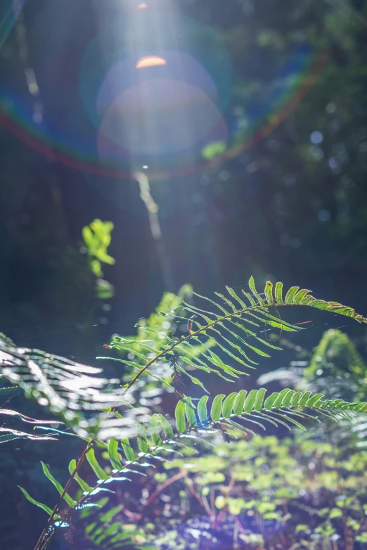 sunlight shining through trees with ferns on the edge