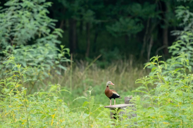 a bird sitting on top of a bench in the middle of some tall grass