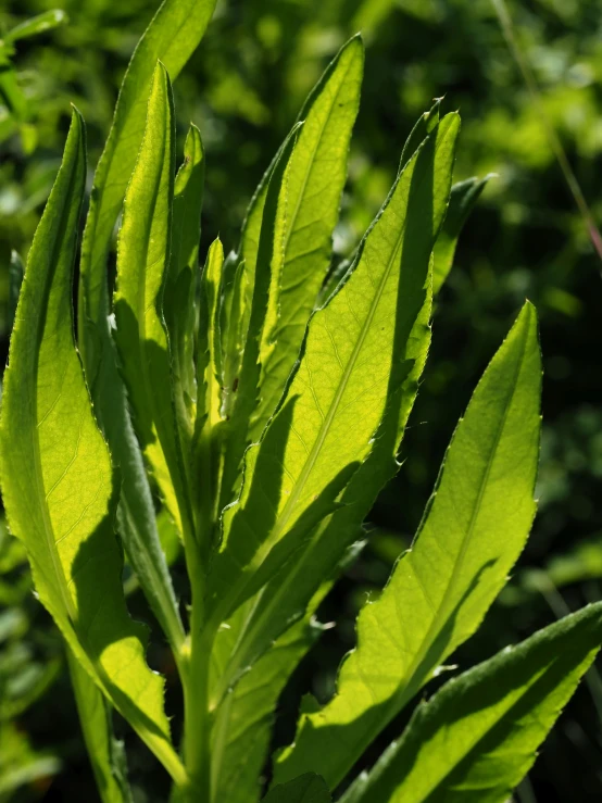 a close up of a single green leaf