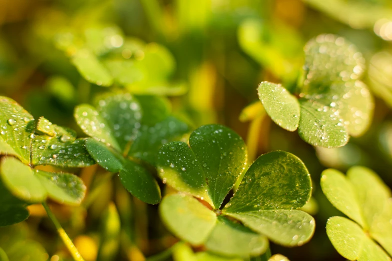 some very pretty green leaves with dew