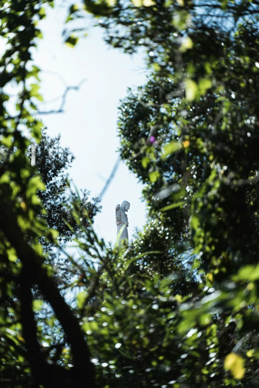 a statue is seen through the green leaves