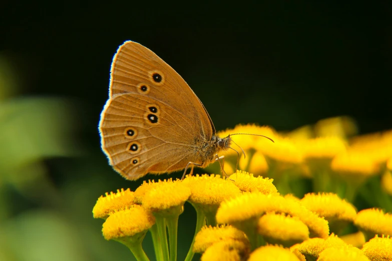 erfly resting on top of a flower stem