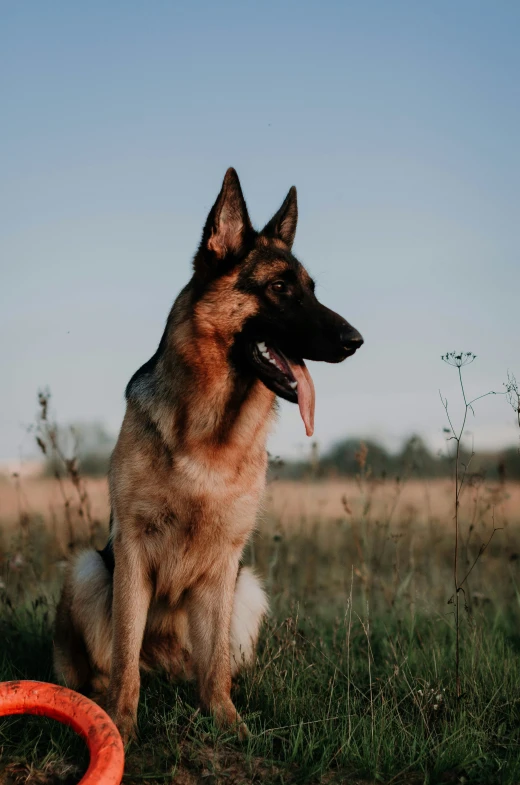 a dog sits with his mouth open in the grass