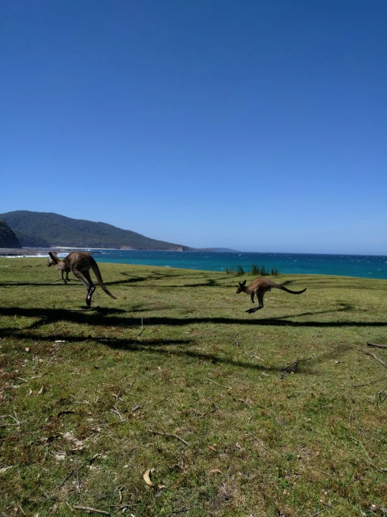 two kangaroos running through a field together on a sunny day