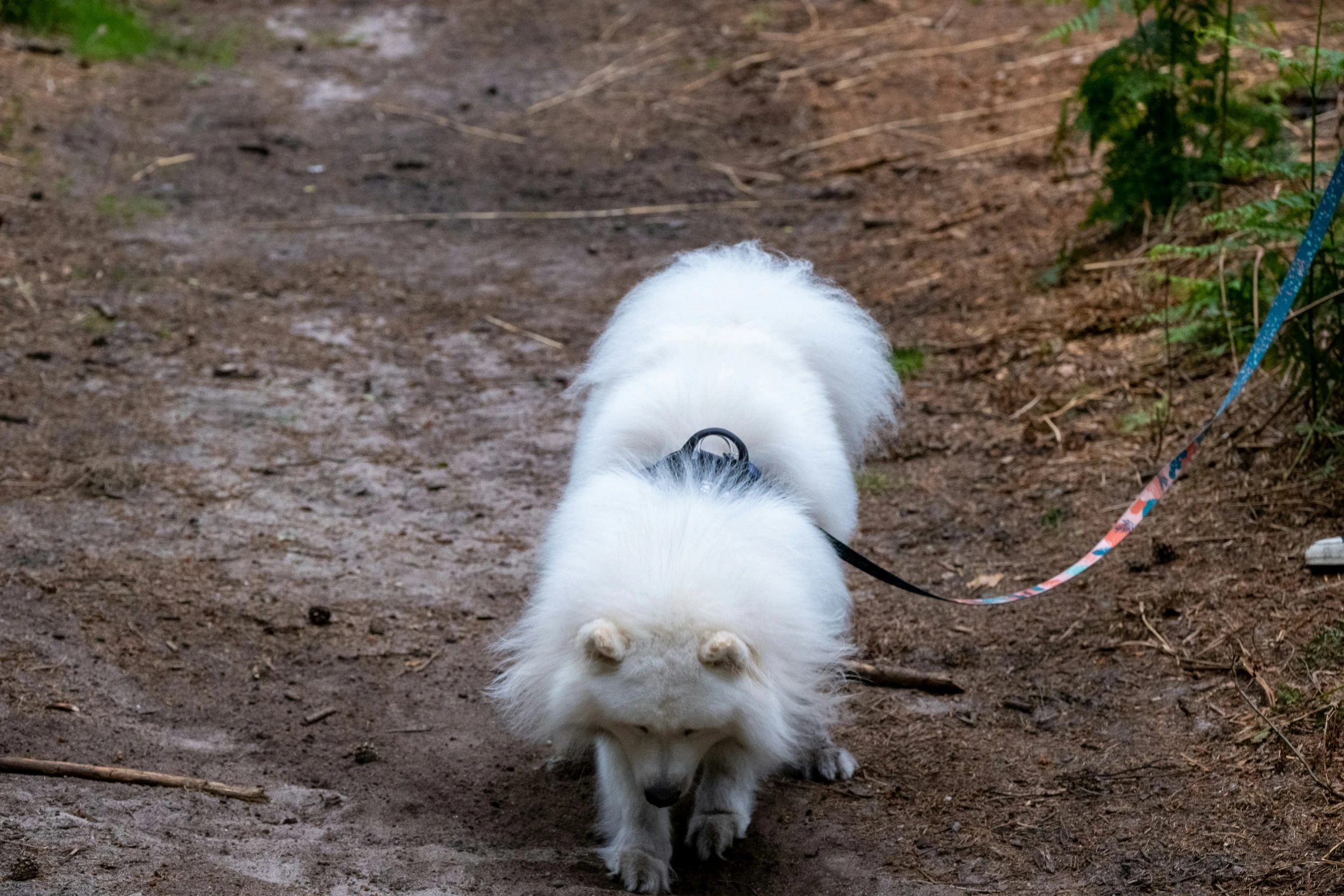 small dog being held by a leash on a path