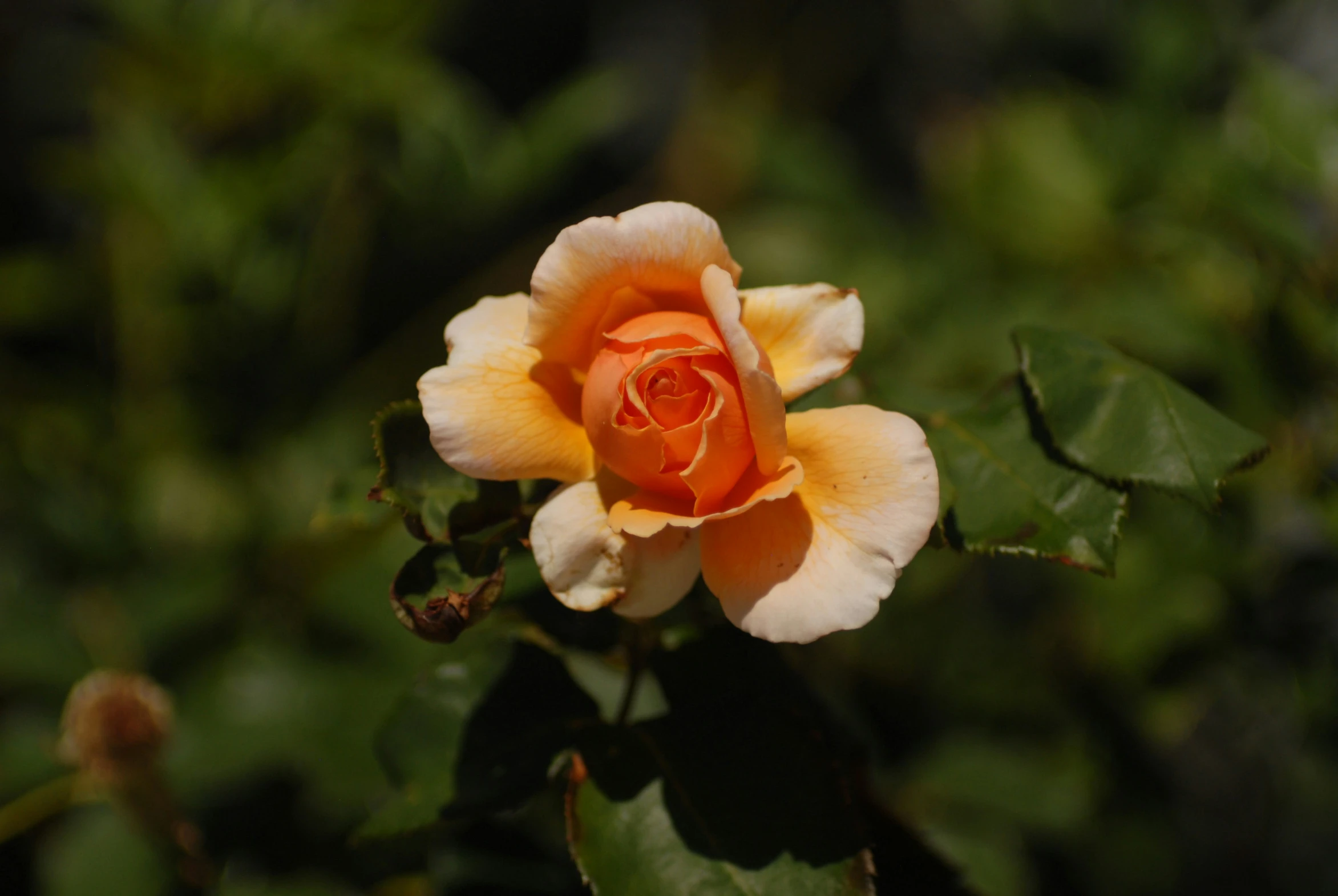 a yellow and red rose with some green leaves