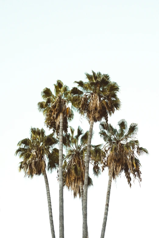 several tall palm trees are shown in front of a white sky