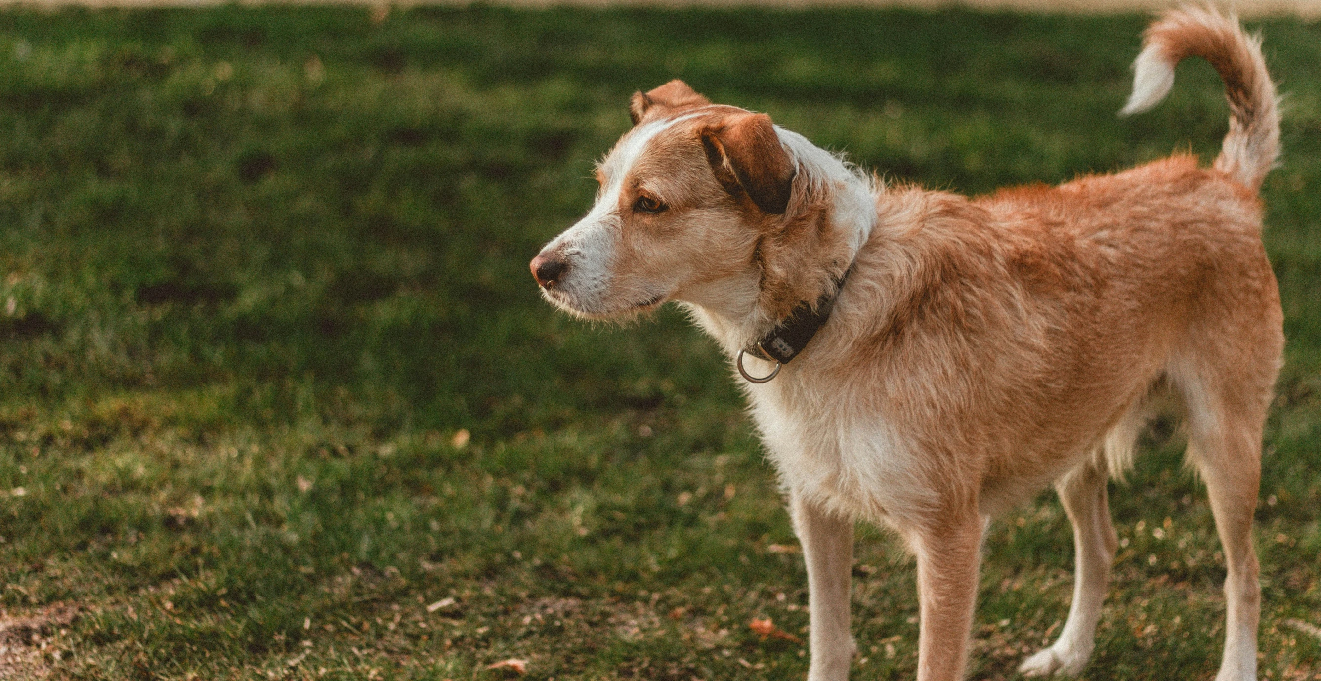 a dog standing in the grass next to a brown and white cat