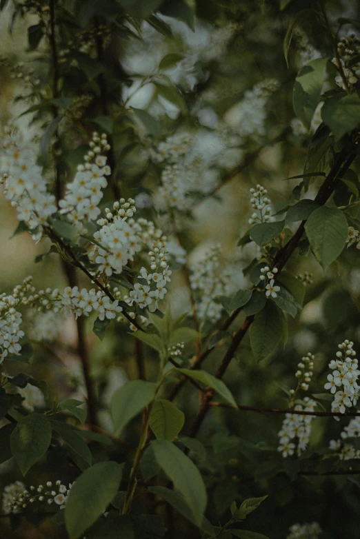 an arrangement of flowers are shown in this image