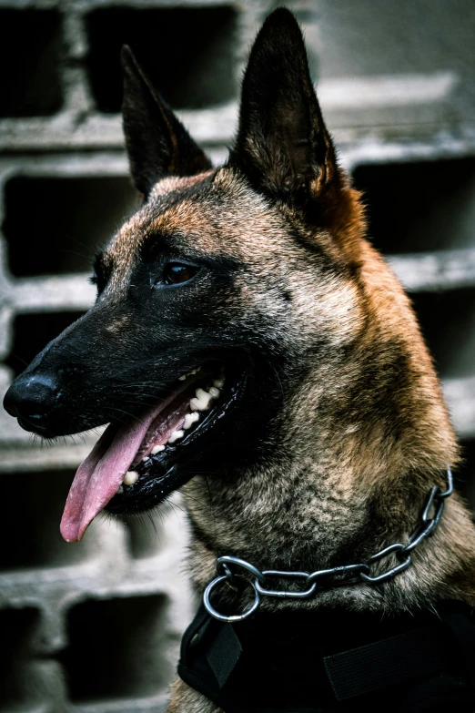 an german shepard dog, sitting down and looking into the camera