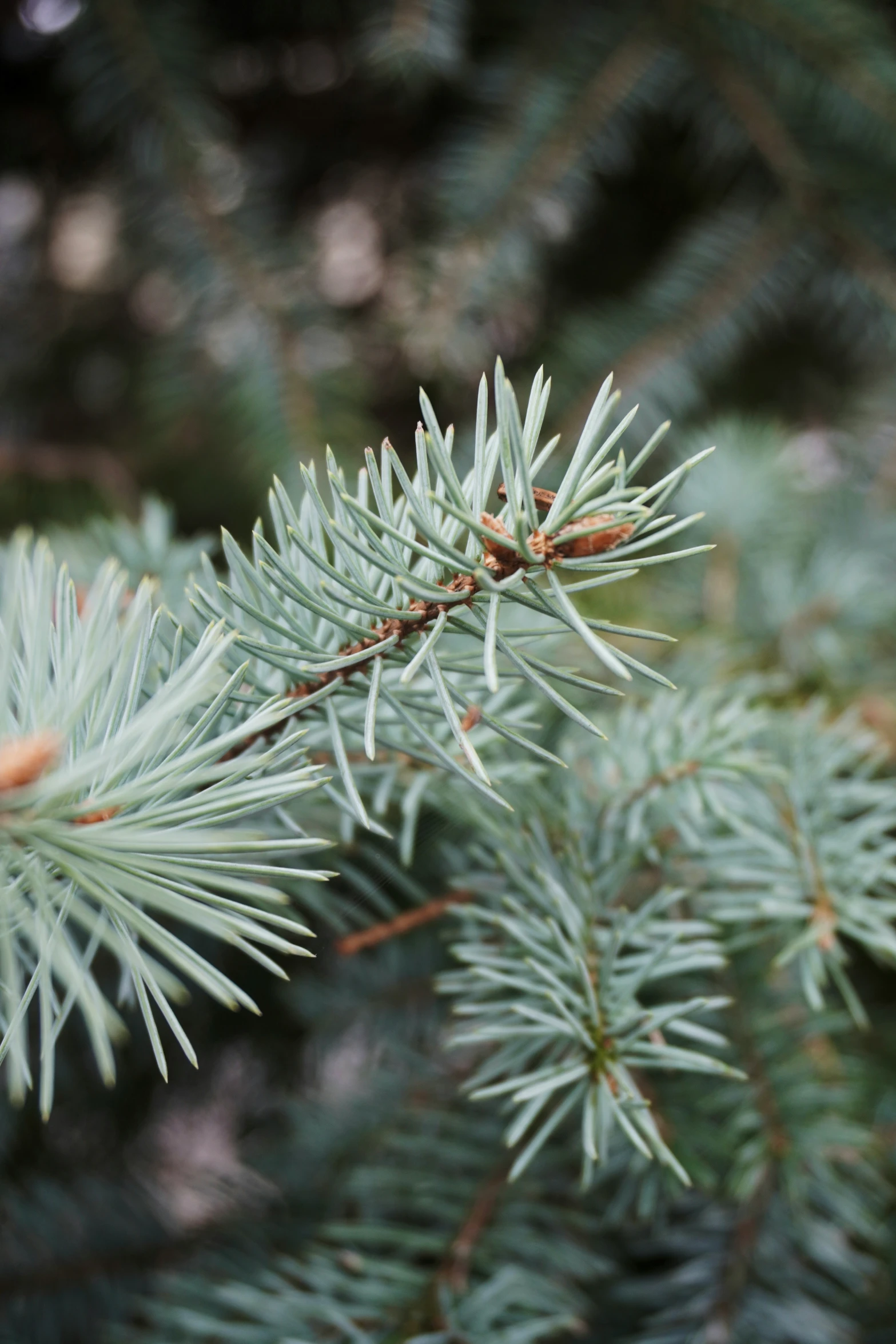 a tree with several thin needles is seen in the foreground