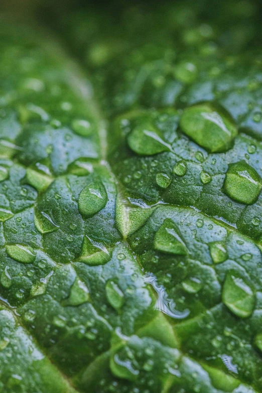 the drops of dew are sitting on a green leaf