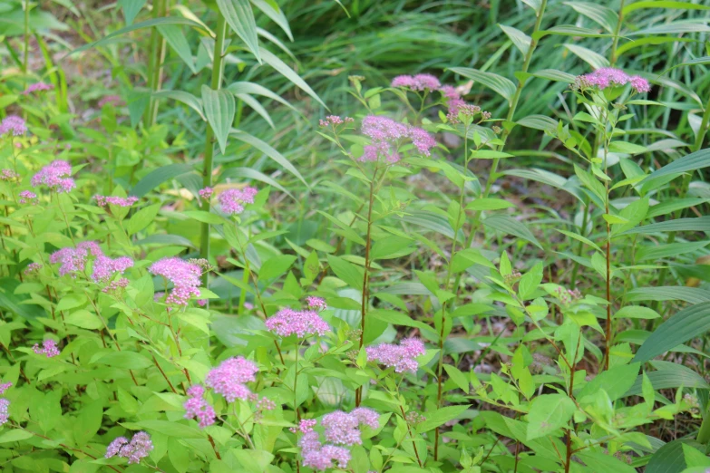 a group of plants that are growing in the dirt