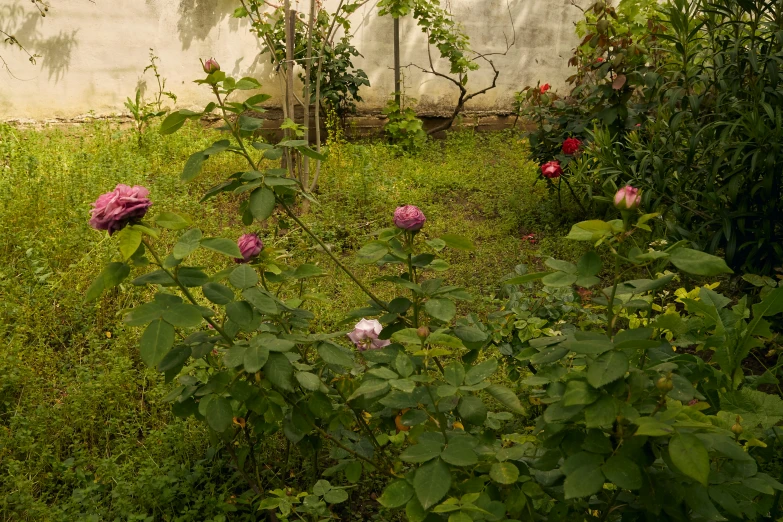 an open grassy field with lots of pink flowers