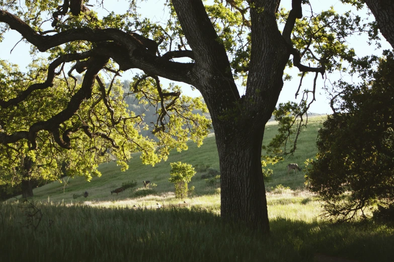 trees are standing on the side of a field