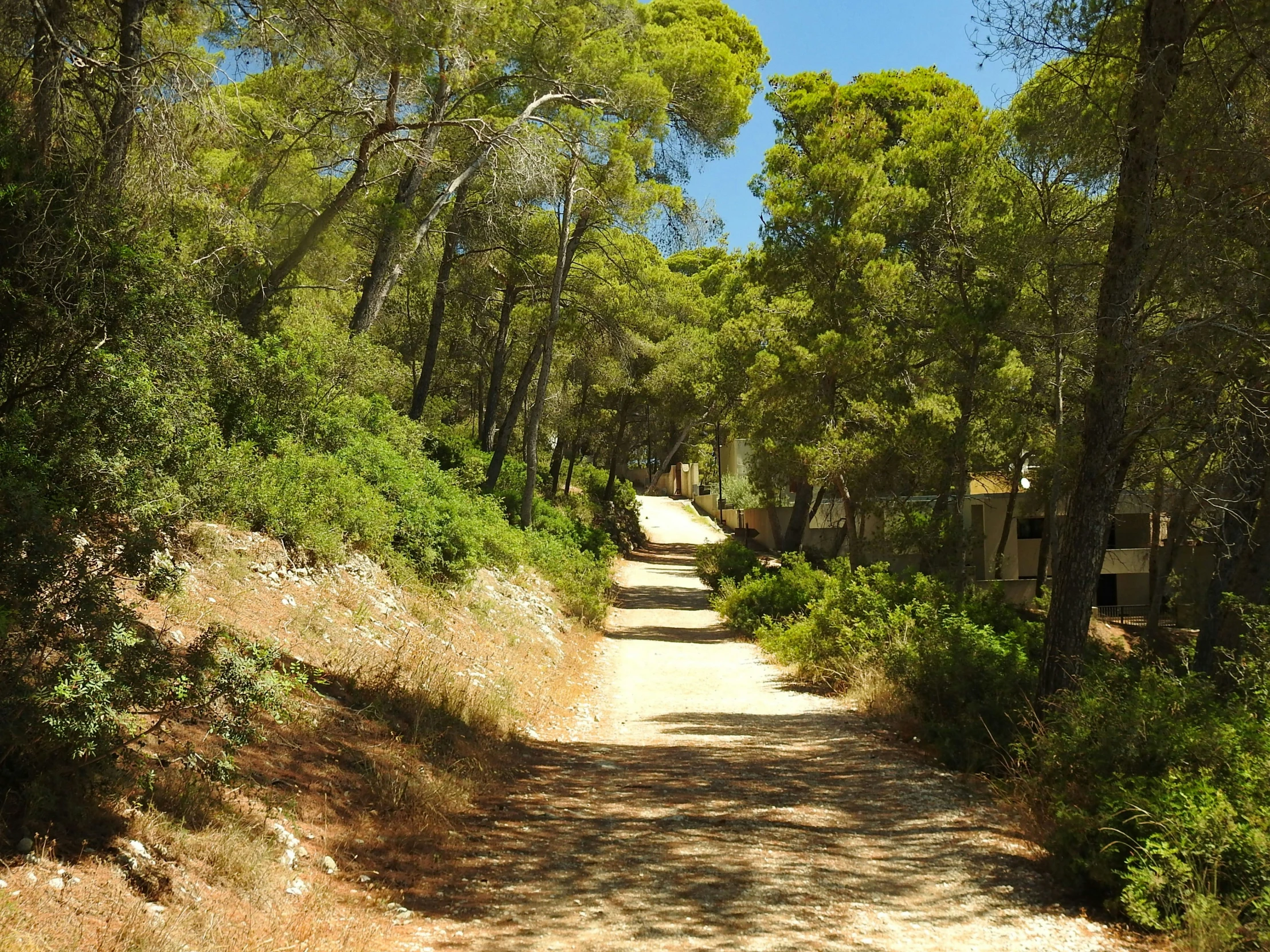 a dirt road with trees and bushes on both sides