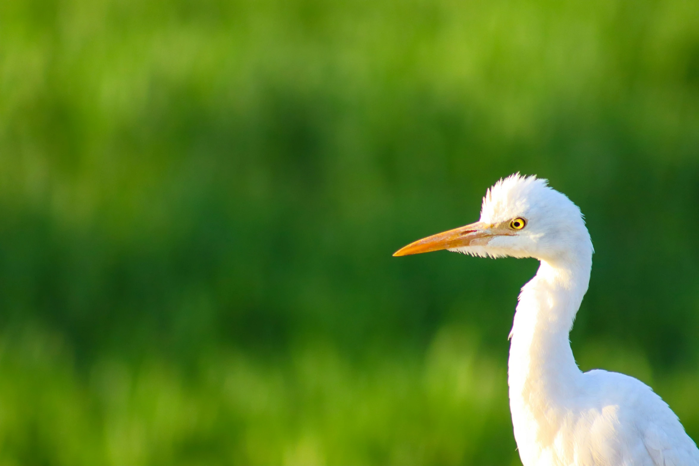 a white bird with a long neck and orange beak