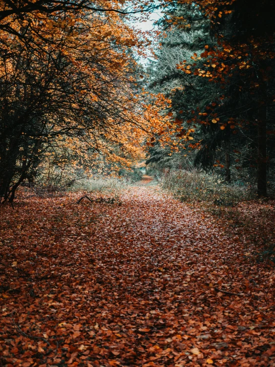 trees are covering the ground in an autumn forest